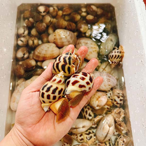 cách bảo quản ốc hương