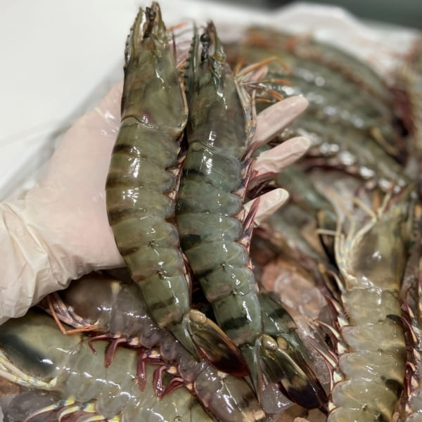 Mẹo Bảo Quản Tôm Tươi Trong Ngăn Đá Giữ Độ Tươi Ngon