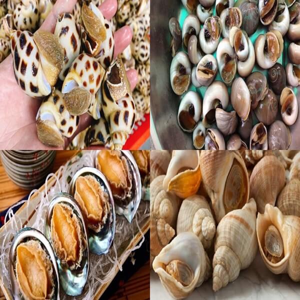 Cách bảo quản ốc trong tủ lạnh