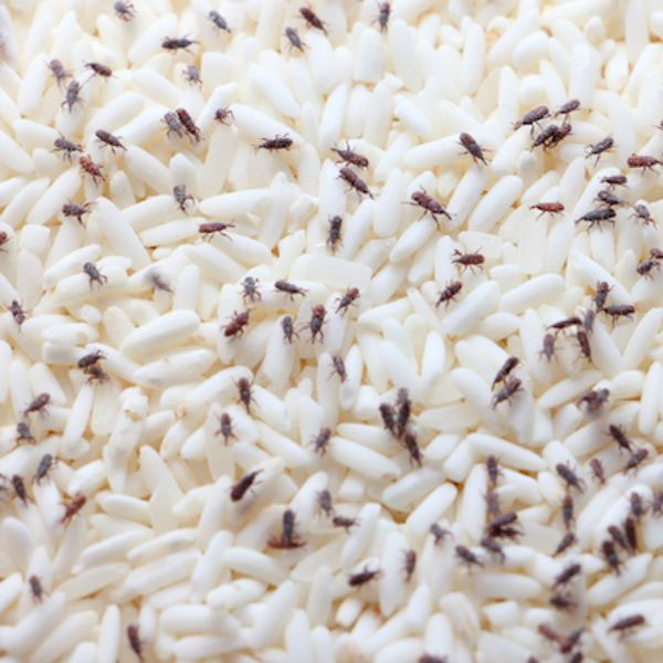 Cách bảo quản gạo không bị mọt