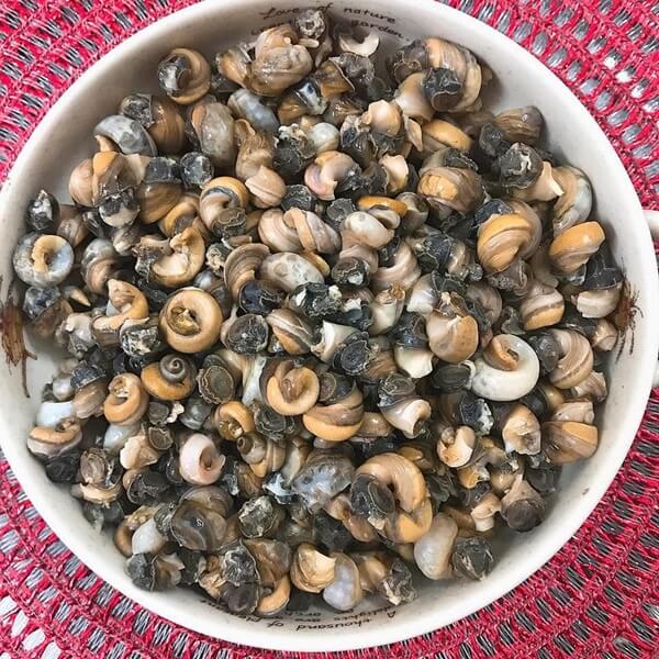 Cách bảo quản ốc trong tủ lạnh