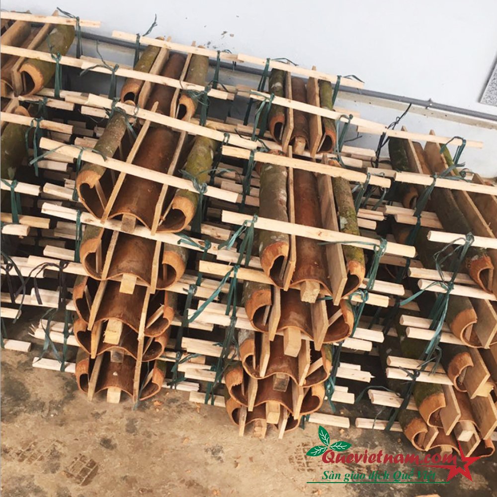 Cây Quế Trà My – Đặc sản của đất Quảng Nam 1