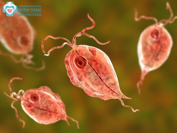 Vi trùng Trichomonas là gì?