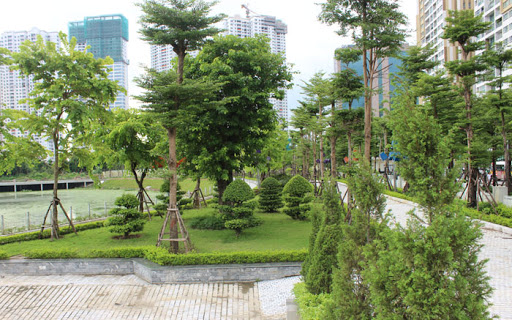 Hình ảnh cây bàng Đài Loan trồng tại công viên Thanh Xuân