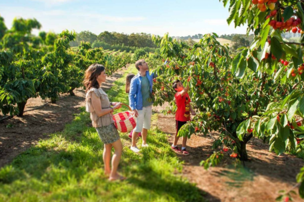 Trang trại Anh Đào