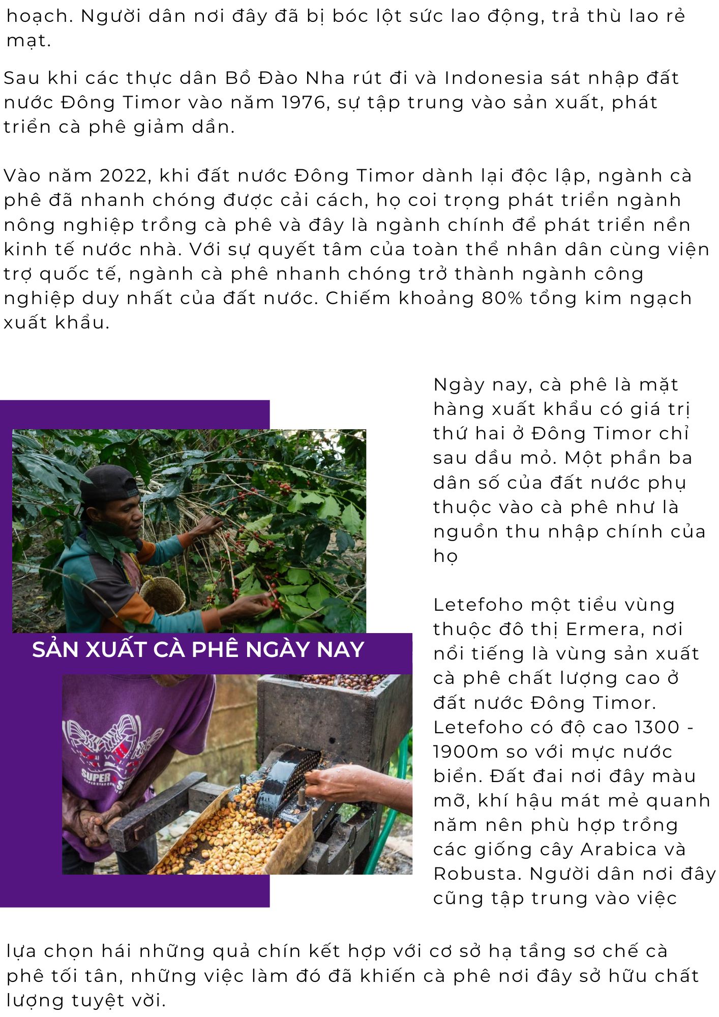 Sản xuất cà phê tại Đông Timor