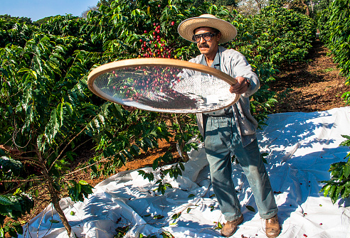 Người nông dân sàng lọc quả