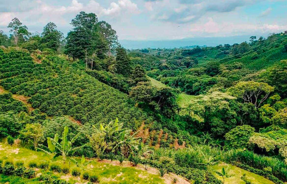 Đồi trồng cà phê ở Costa Rica