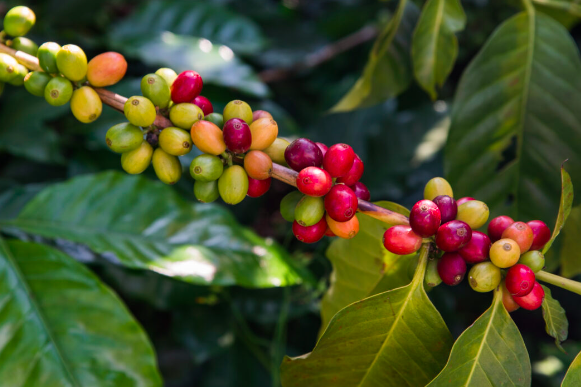 Cây cà phê tại Las Botijas, Honduras