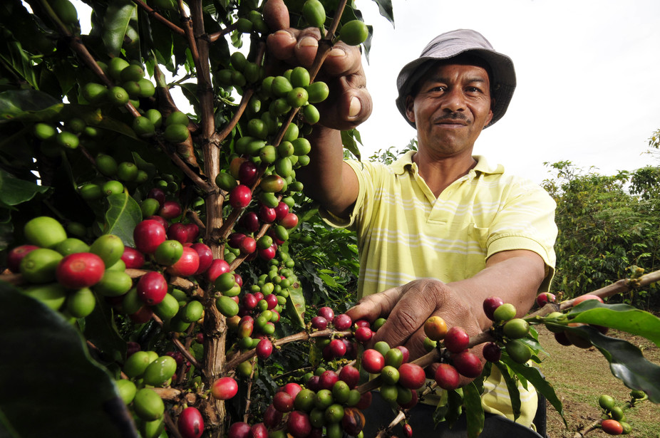 Người nông dân trồng cà phê ở Brazil