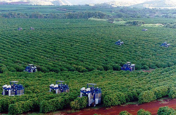 Trang trại trồng cà phê ở Brazil