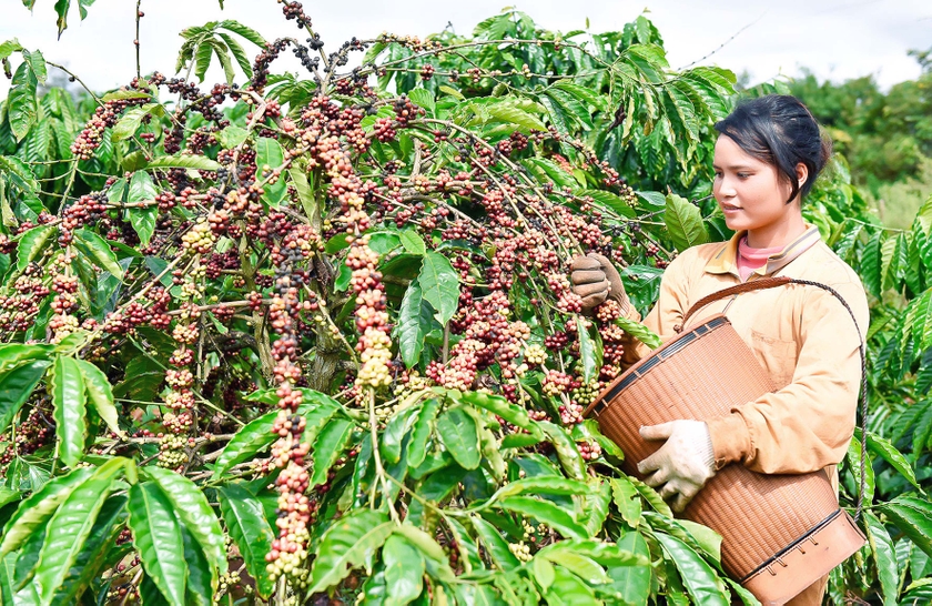 Vùng trồng cà phê Robusta tại Gia Lai, Việt Nam