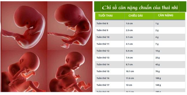 bảng cân nặng thai nhi
