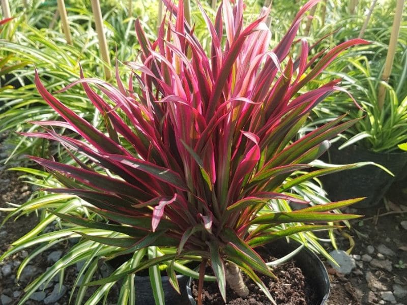 Ánh Dương là cây cảnh được ưa chuộng nhờ vẻ đẹp nổi bật