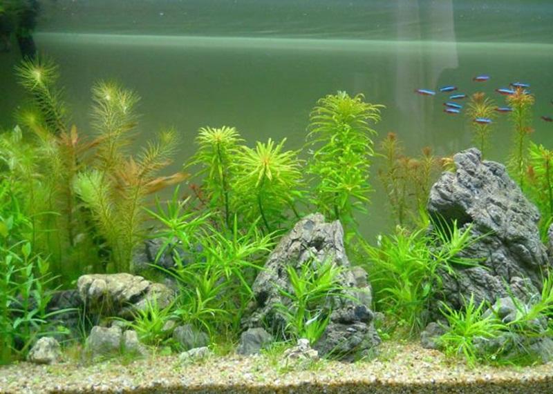 Cây thủy sinh trang trí hồ cá
