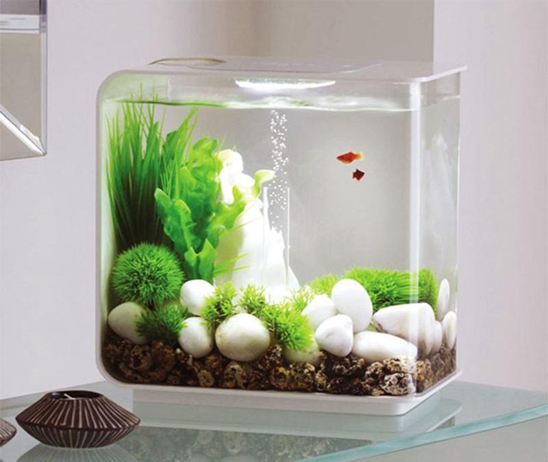 Chọn bể cá có hình dáng phù hợp