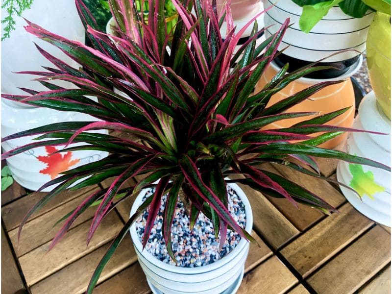 Các cách tốt để chăm sóc cây Ánh Dương