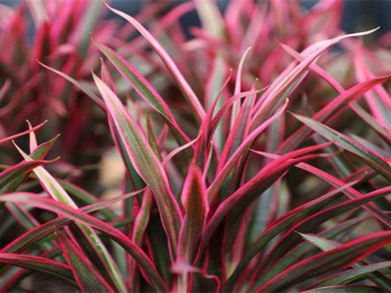 Các công dụng trong cuộc sống của Ánh Dương