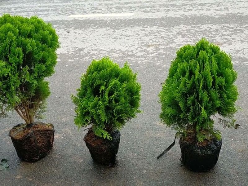 Những công dụng của cây trắc bách diệp trong đời sống