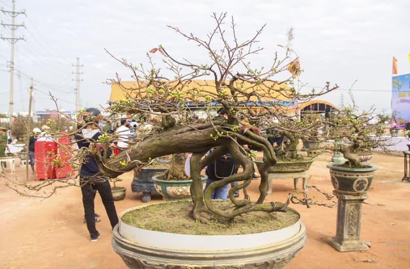 Thế cây mai vàng đẹp, độc lạ luôn thu hút sự quan tâm của nhiều khách hàng