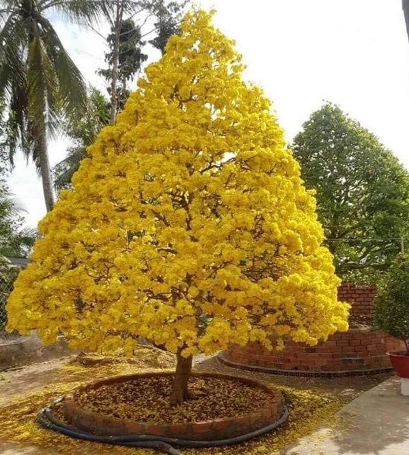 Thế mai vàng trực đại diện cho sự ngay thẳng, quân tử