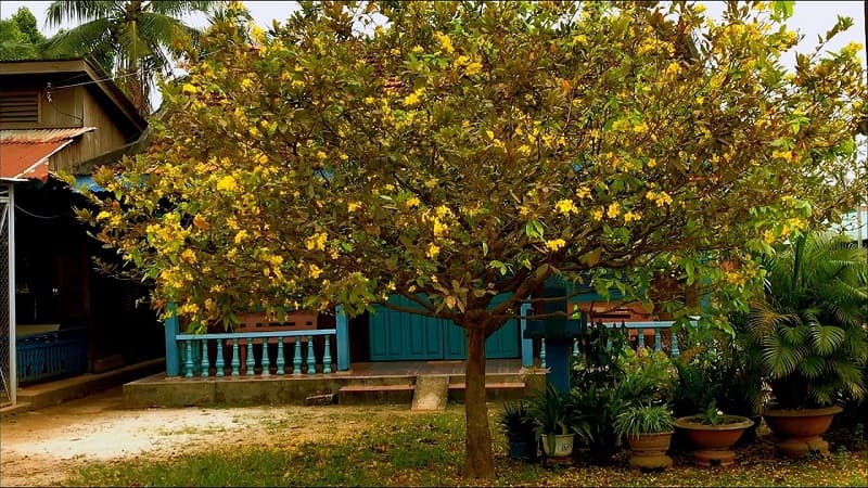 Thế mai nhất trụ kình thiên biểu tượng cho sự kiên cường và bất khuất