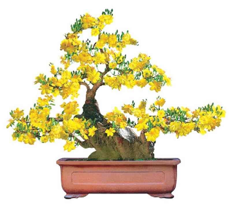 Thế mai ngũ phúc với 5 tán lá độc đáo