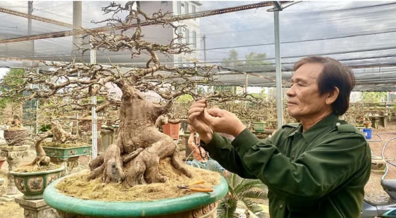 Thế mai vàng long cuốn thủy thu hút tiền tài