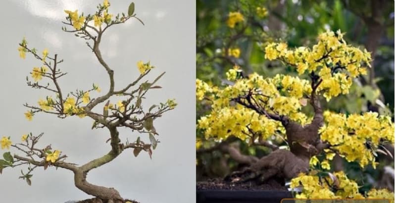 Thế long đàn phượng vũ là biểu tượng cho quyền uy