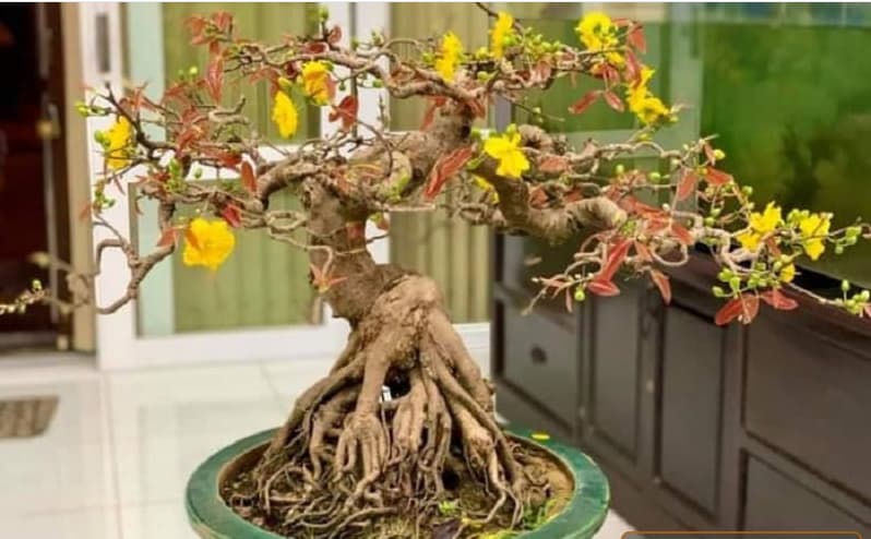 Thế mai vàng mẫu tử là ước mong về một gia đình hòa thuận yên ấm