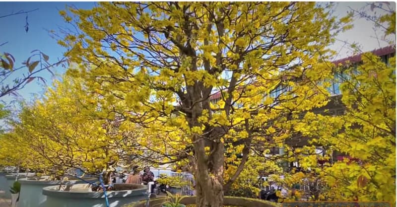 Thế mai vàng long thăng ước muốn công việc làm ăn thuận lợi