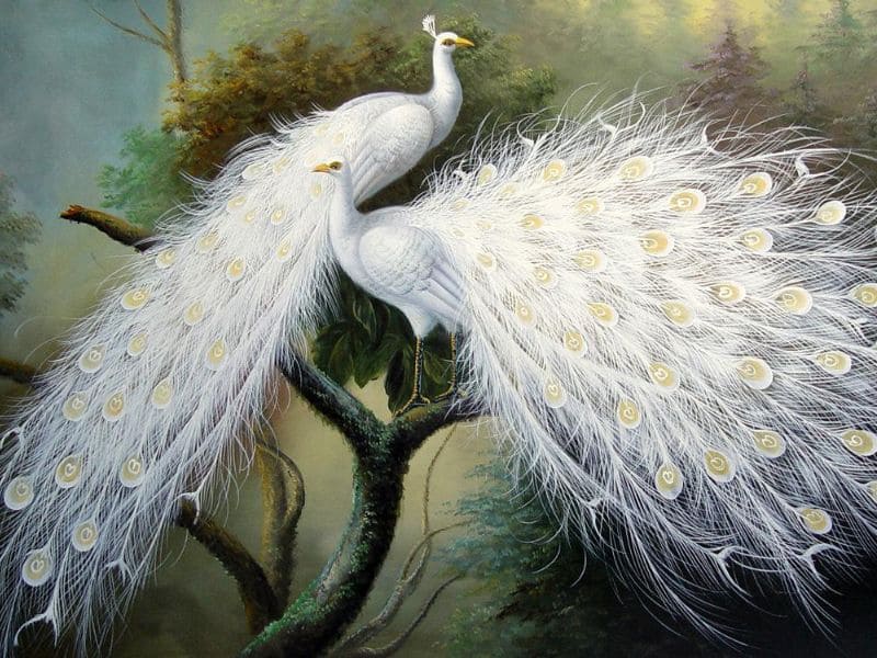 Bức tranh con công nên treo ở những vị trí nào?