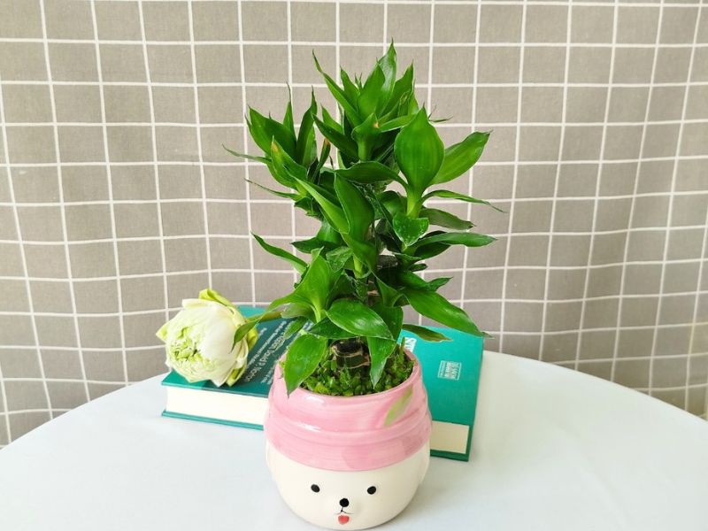 Bí quyết bố trí cây trúc phát tài để thu hút tài lộc