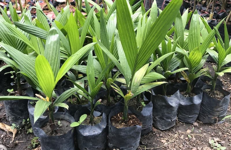 Thân cây cau mảnh mai cao từ 1 - 2 mét