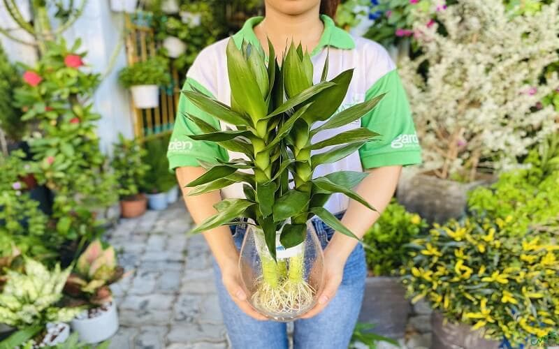Hướng dẫn cách chăm sóc phát tài búp sen