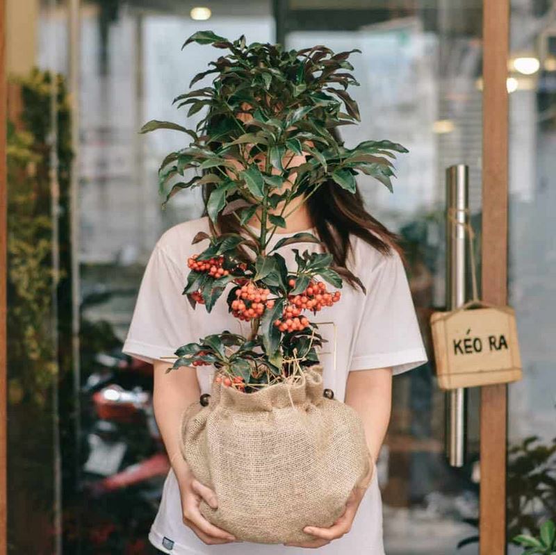 Cách trồng đơn giản và chăm sóc dễ dàng