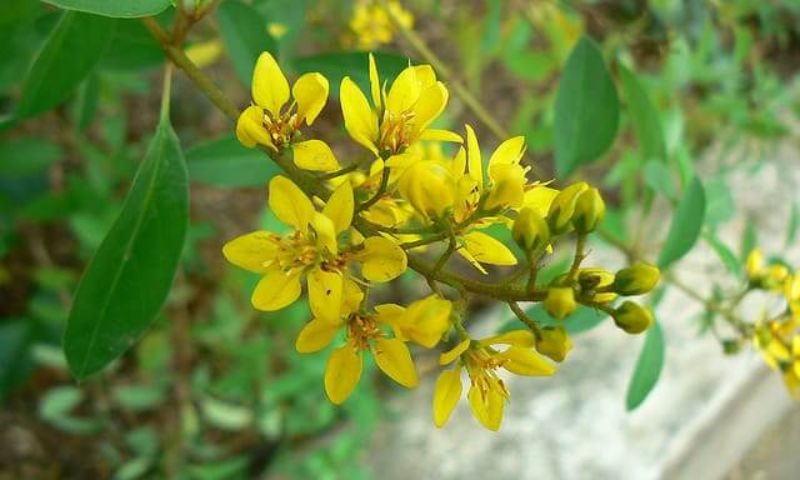 Cận cảnh hoa của cây phong thuỷ kim đồng