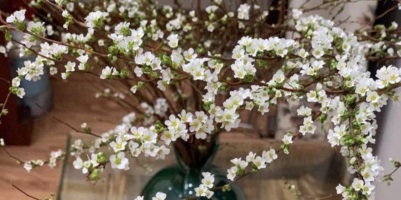 Cây bạch tuyết vẻ đẹp tinh khôi