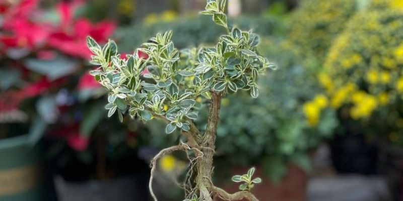 Sắc trắng của hoa Bạch Tuyết tạo nên không gian yên bình và thư giãn.