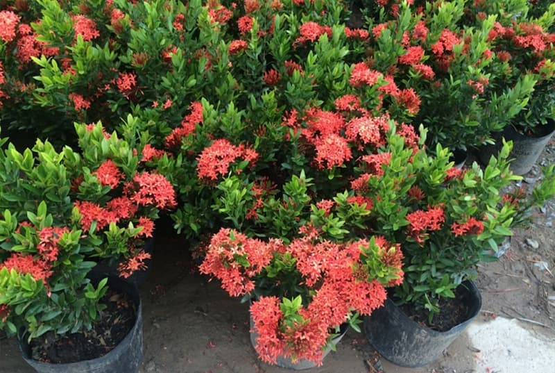 Cây bông trang hay còn có cách gọi dân gian khác là cây mẫu đơn