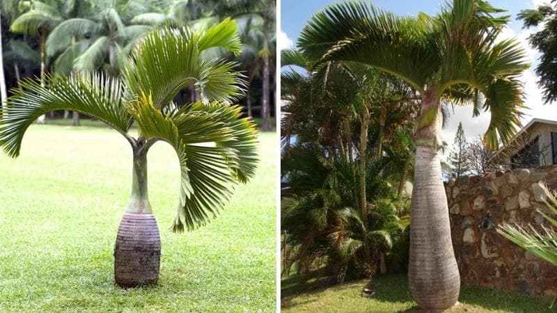 Cau lùn cần ánh sáng trực tiếp để sống