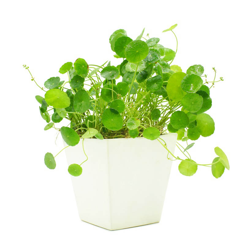 Một số thông tin về cỏ đồng tiền phong thủy