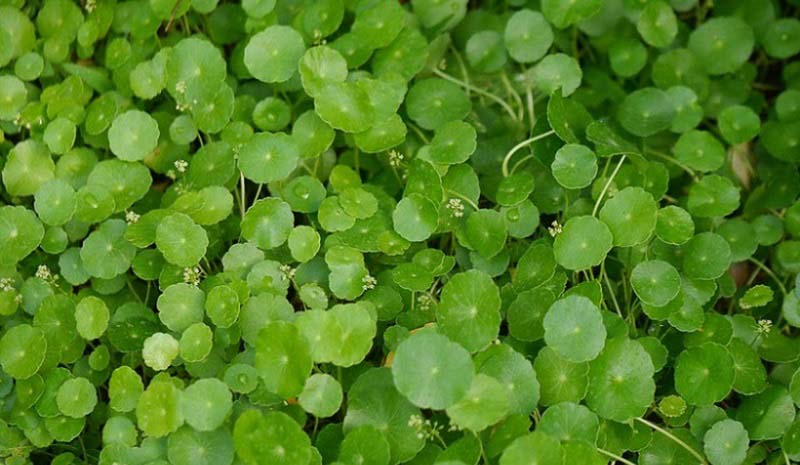 Một số thông tin về cỏ đồng tiền phong thủy