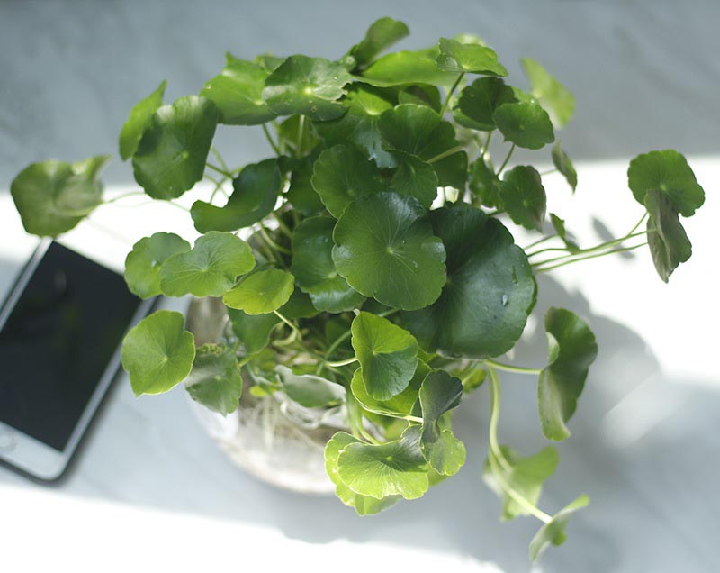 Tìm hiểu ý nghĩa phong thuỷ của loài cỏ đồng tiền