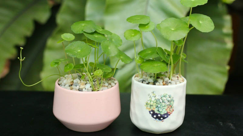 Tìm hiểu ý nghĩa phong thuỷ của loài cỏ đồng tiền