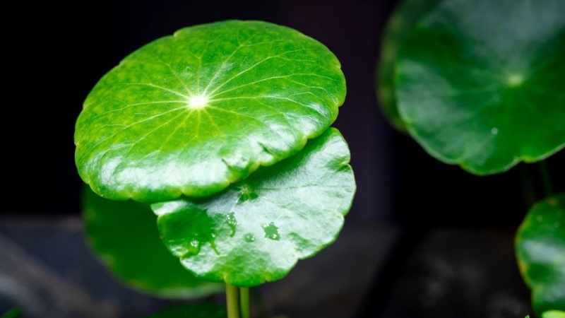 Tác dụng của cây cỏ đồng tiền đối với sức khỏe