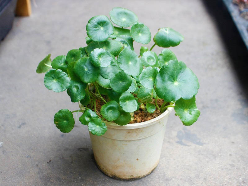 Giải đáp cây cỏ đồng tiền hợp với tuổi nào?