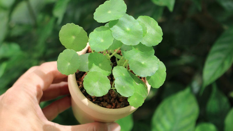 Hướng dẫn cách trồng và chăm sóc cỏ đồng tiền tươi tốt