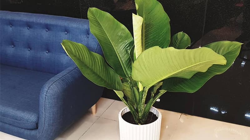 Khái quát đôi nét về đặc điểm cây đại phú gia