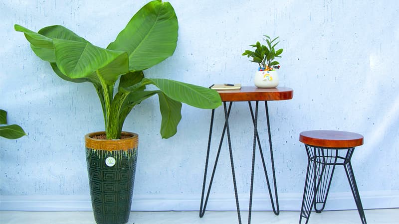 Khám phá chi tiết ý nghĩa phong thủy của cây đại phú gia